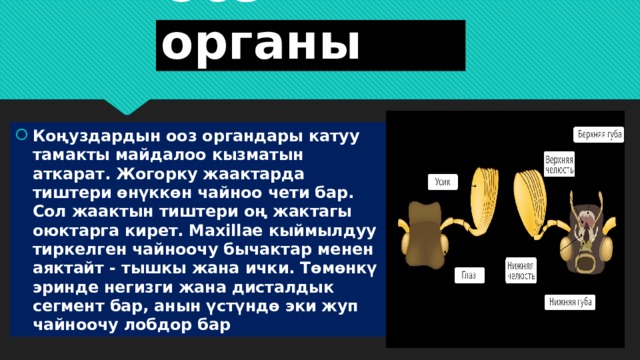 Ооз органы Коңуздардын ооз органдары катуу тамакты майдалоо кызматын аткарат. Жогорку жаактарда тиштери өнүккөн чайноо чети бар. Сол жаактын тиштери оң жактагы оюктарга кирет. Maxillae кыймылдуу тиркелген чайноочу бычактар ​​менен аяктайт - тышкы жана ички. Төмөнкү эринде негизги жана дисталдык сегмент бар, анын үстүндө эки жуп чайноочу лобдор бар 