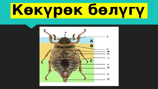 Көкүрөк бөлүгү 