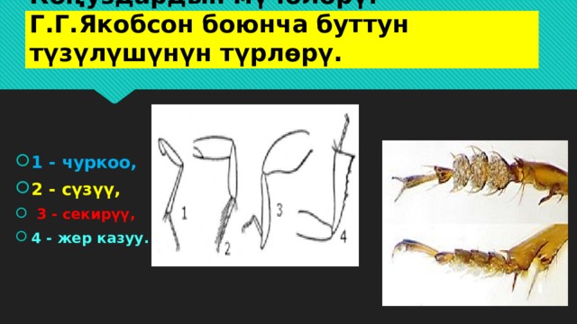 Коңуздардын мүчөлөрү. Г.Г.Якобсон боюнча буттун түзүлүшүнүн түрлөрү. 1 - чуркоо, 2 - сүзүү,  3 - секирүү, 4 - жер казуу. 