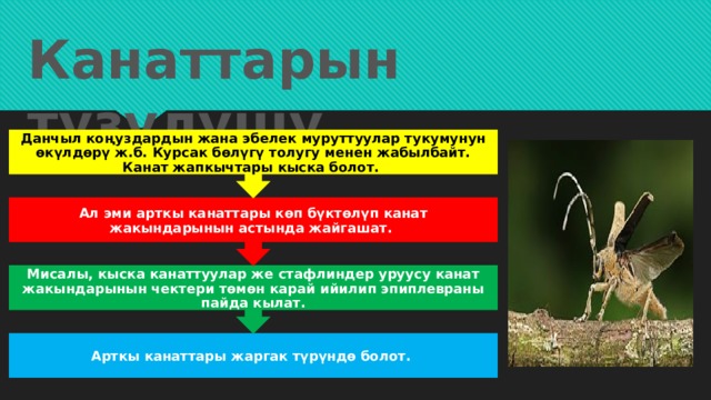 Мисалы, кыска канаттуулар же стафлиндер уруусу канат жакындарынын чектери төмөн карай ийилип эпиплевраны пайда кылат. Ал эми арткы канаттары көп бүктөлүп канат жакындарынын астында жайгашат. Данчыл коңуздардын жана эбелек муруттуулар тукумунун өкүлдөрү ж.б. Курсак бөлүгү толугу менен жабылбайт. Канат жапкычтары кыска болот. Канаттарын түзүлүшү Арткы канаттары жаргак түрүндө болот. 