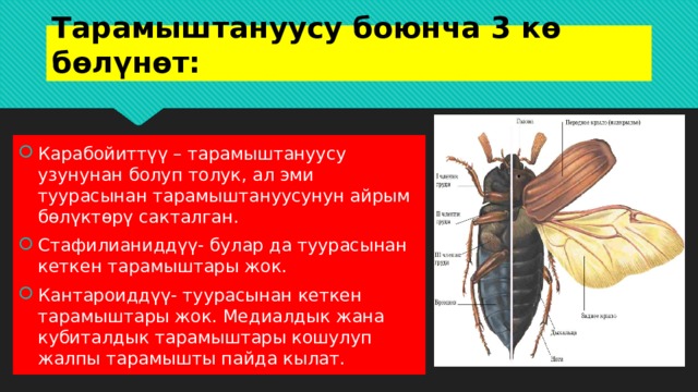 Тарамыштануусу боюнча 3 кө бөлүнөт: Карабойиттүү – тарамыштануусу узунунан болуп толук, ал эми туурасынан тарамыштануусунун айрым бөлүктөрү сакталган. Стафилианиддүү- булар да туурасынан кеткен тарамыштары жок. Кантароиддүү- туурасынан кеткен тарамыштары жок. Медиалдык жана кубиталдык тарамыштары кошулуп жалпы тарамышты пайда кылат. 