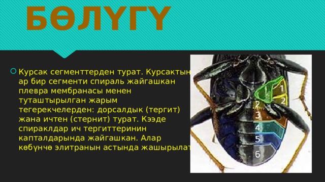 Курсак бөлүгү Курсак сегменттерден турат. Курсактын ар бир сегменти спираль жайгашкан плевра мембранасы менен туташтырылган жарым тегерекчелерден: дорсалдык (тергит) жана ичтен (стернит) турат. Кээде спираклдар ич тергиттеринин капталдарында жайгашкан. Алар көбүнчө элитранын астында жашырылат 