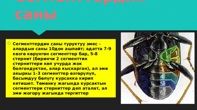 Сегменттердин саны Сегменттердин саны туруктуу эмес - алардын саны 10дон ашпайт; адатта 7-9 көзгө көрүнгөн сегменттер бар, 5-8 стернит (биринчи 2 сегменттин стерниттери көп учурда жок болгондуктан, алар кыскарган), ал эми акыркы 1-3 сегменттер өзгөрүлүп, басымдуу бөлүгү курсакка кирип кетишет. Төмөнкү жагында курсактын сегменттери стерниттер деп аталат, ал эми жогору жагында тергиттер 