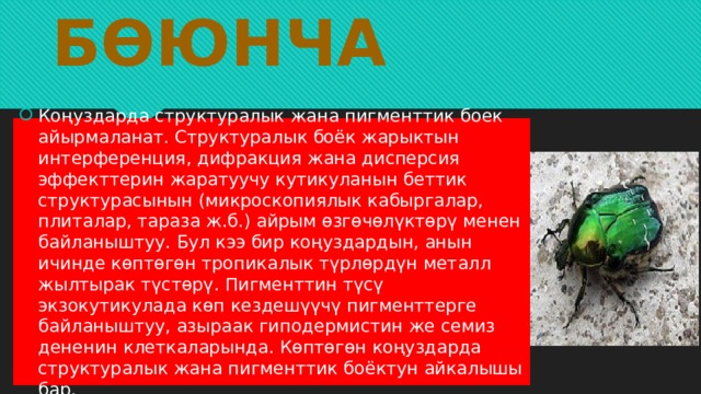 Түстөрү бөюнча Коңуздарда структуралык жана пигменттик боек айырмаланат. Структуралык боёк жарыктын интерференция, дифракция жана дисперсия эффекттерин жаратуучу кутикуланын беттик структурасынын (микроскопиялык кабыргалар, плиталар, тараза ж.б.) айрым өзгөчөлүктөрү менен байланыштуу. Бул кээ бир коңуздардын, анын ичинде көптөгөн тропикалык түрлөрдүн металл жылтырак түстөрү. Пигменттин түсү экзокутикулада көп кездешүүчү пигменттерге байланыштуу, азыраак гиподермистин же семиз дененин клеткаларында. Көптөгөн коңуздарда структуралык жана пигменттик боёктун айкалышы бар. 