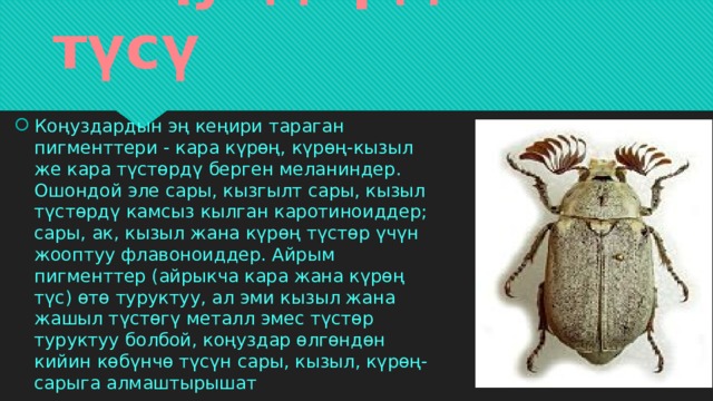 Коңуздардын түсү Коңуздардын эң кеңири тараган пигменттери - кара күрөң, күрөң-кызыл же кара түстөрдү берген меланиндер. Ошондой эле сары, кызгылт сары, кызыл түстөрдү камсыз кылган каротиноиддер; сары, ак, кызыл жана күрөң түстөр үчүн жооптуу флавоноиддер. Айрым пигменттер (айрыкча кара жана күрөң түс) өтө туруктуу, ал эми кызыл жана жашыл түстөгү металл эмес түстөр туруктуу болбой, коңуздар өлгөндөн кийин көбүнчө түсүн сары, кызыл, күрөң-сарыга алмаштырышат 