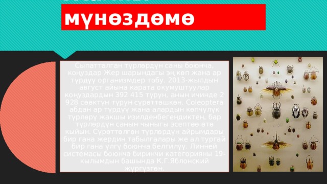 Жалпы мүнөздөмө Сыпатталган түрлөрдүн саны боюнча, коңуздар Жер шарындагы эң көп жана ар түрдүү организмдер тобу. 2013-жылдын август айына карата окумуштуулар коңуздардын 392 415 түрүн, анын ичинде 2 928 сөөктүн түрүн сүрөттөшкөн. Coleoptera абдан ар түрдүү жана алардын көпчүлүк түрлөрү жакшы изилденбегендиктен, бар түрлөрдүн санын чыныгы эсептөө өтө кыйын. Сүрөттөлгөн түрлөрдүн айрымдары бир гана жердин табылгалары же ал тургай бир гана үлгү боюнча белгилүү. Линней системасы боюнча биринчи категорияны 19-кылымдын башында К.Г.Яблонский жүргүзгөн. 