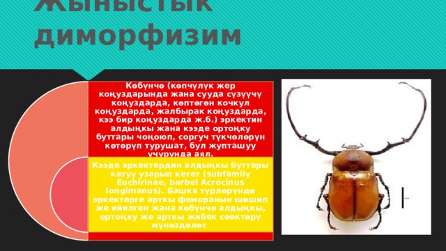 Жыныстык диморфизим Көбүнчө (көпчүлүк жер коңуздарында жана сууда сүзүүчү коңуздарда, көптөгөн кочкул коңуздарда, жалбырак коңуздарда, кээ бир коңуздарда ж.б.) эркектин алдыңкы жана кээде ортоңку буттары чоңоюп, соргуч түкчөлөрүн көтөрүп турушат, бул жупташуу учурунда аял. Кээде эркектердин алдыңкы буттары катуу узарып кетет (subfamily Euchirinae, barbel Acrocinus longimanus). Башка түрлөрүндө эркектерге арткы феморанын шишип же ийилген жана көбүнчө алдыңкы, ортоңку же арткы жибек сөөктөрү мүнөздөлөт 