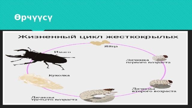 Өрчүүсү 