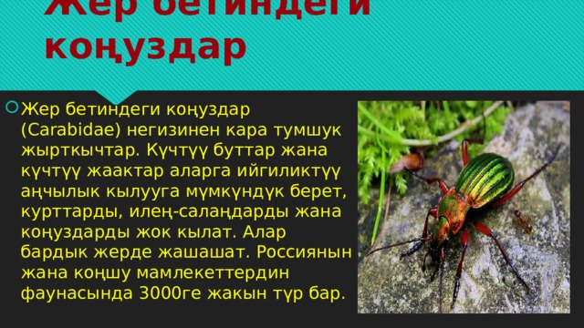 Жер бетиндеги коңуздар Жер бетиндеги коңуздар (Carabidae) негизинен кара тумшук жырткычтар. Күчтүү буттар жана күчтүү жаактар ​​аларга ийгиликтүү аңчылык кылууга мүмкүндүк берет, курттарды, илең-салаңдарды жана коңуздарды жок кылат. Алар бардык жерде жашашат. Россиянын жана коңшу мамлекеттердин фаунасында 3000ге жакын түр бар. 