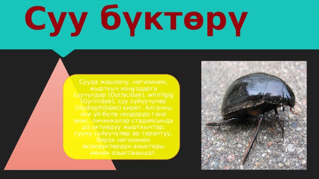 Суу бүктөрү Сууда жашоочу, негизинен, жырткыч коңуздарга суучулдар (Dytiscidae), whirligig (Gyrinidae), суу сүйүүчүлөр (Hydrophilidae) кирет. Алгачкы эки үй-бүлө чоңдордо гана эмес, личинкалар стадиясында да активдүү жырткычтар; сууну сүйүүчүлөр ар тараптуу, бирок негизинен өсүмдүктөрдүн азыктары менен азыктанышат. 