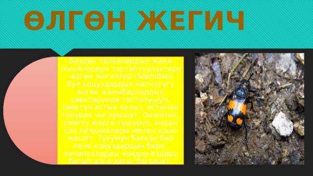 Өлгөн жегич Биздин талаалардын жана токойлордун тартиптүүлүктөрү - өлгөн жегичтер (Silphidae). Бул коңуздардын көпчүлүгү өлгөн жаныбарлардын сөөктөрүндө топтолушуп, сөөктүн астын казып, астынан топурак чыгарышат. Ошентип, сөөктү жерге түшүрүп, андан соң личинкалары менен кошо жешет. Тукумун баккан бир нече коңуздардын бири: личинкаларды чоңдор өздөрү багып алса дагы, багышат. 