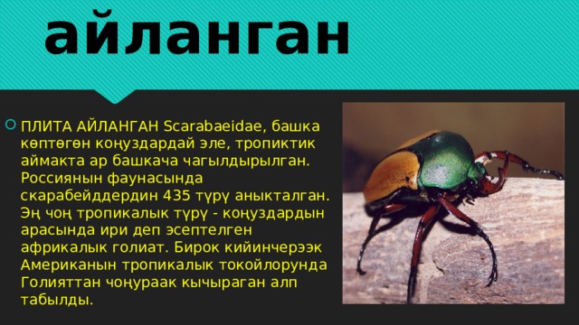 Плита айланган ПЛИТА АЙЛАНГАН Scarabaeidae, башка көптөгөн коңуздардай эле, тропиктик аймакта ар башкача чагылдырылган. Россиянын фаунасында скарабейддердин 435 түрү аныкталган. Эң чоң тропикалык түрү - коңуздардын арасында ири деп эсептелген африкалык голиат. Бирок кийинчерээк Американын тропикалык токойлорунда Голияттан чоңураак кычыраган алп табылды. 