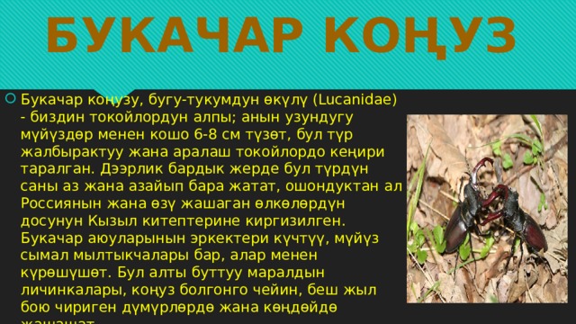 Букачар коңуз Букачар коңузу, бугу-тукумдун өкүлү (Lucanidae) - биздин токойлордун алпы; анын узундугу мүйүздөр менен кошо 6-8 см түзөт, бул түр жалбырактуу жана аралаш токойлордо кеңири таралган. Дээрлик бардык жерде бул түрдүн саны аз жана азайып бара жатат, ошондуктан ал Россиянын жана өзү жашаган өлкөлөрдүн досунун Кызыл китептерине киргизилген. Букачар аюуларынын эркектери күчтүү, мүйүз сымал мылтыкчалары бар, алар менен күрөшүшөт. Бул алты буттуу маралдын личинкалары, коңуз болгонго чейин, беш жыл бою чириген дүмүрлөрдө жана көңдөйдө жашашат. 