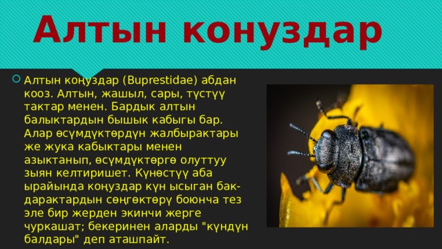 Алтын конуздар Алтын коңуздар (Buprestidae) абдан кооз. Алтын, жашыл, сары, түстүү тактар ​​менен. Бардык алтын балыктардын бышык кабыгы бар. Алар өсүмдүктөрдүн жалбырактары же жука кабыктары менен азыктанып, өсүмдүктөргө олуттуу зыян келтиришет. Күнөстүү аба ырайында коңуздар күн ысыган бак-дарактардын сөңгөктөрү боюнча тез эле бир жерден экинчи жерге чуркашат; бекеринен аларды 