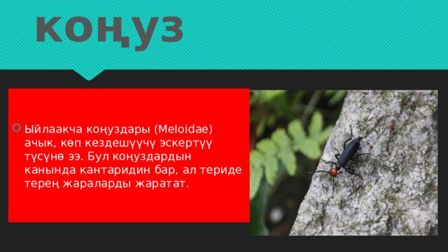 Ыйлакча коңуз Ыйлаакча коңуздары (Meloidae) ачык, көп кездешүүчү эскертүү түсүнө ээ. Бул коңуздардын канында кантаридин бар, ал териде терең жараларды жаратат. 
