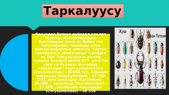 Таркалуусу Коңуздар бүткүл дүйнөдө кеңири тараган, Антарктидадан, Арктикадан жана эң бийик тоо чокуларынан тышкары алты зоогеографиялык аймакта. Тартип тропикалык аймактарда түрлөргө эң бай. Коңуздардын жалпы түрүнүн болжол менен 62% ын алты гана үй-бүлөнүн өкүлдөрү көрсөтүшөт: курт-кумурскалар (Curculionidae) - 60000 түр, каракөл коңуздар (Staphylinidae) - 47.700 [15], жер коңуздар (Carabidae) - 30.000. , ламеллар (Scarabaeidae) - 27 800 , жалбырак коңуздары (Chrysomelidae) - 36 350 