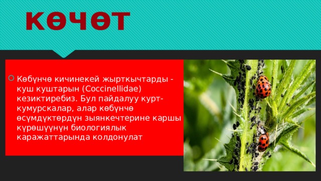 Эл кайда көчөт Көбүнчө кичинекей жырткычтарды - куш куштарын (Coccinellidae) кезиктиребиз. Бул пайдалуу курт-кумурскалар, алар көбүнчө өсүмдүктөрдүн зыянкечтерине каршы күрөшүүнүн биологиялык каражаттарында колдонулат 