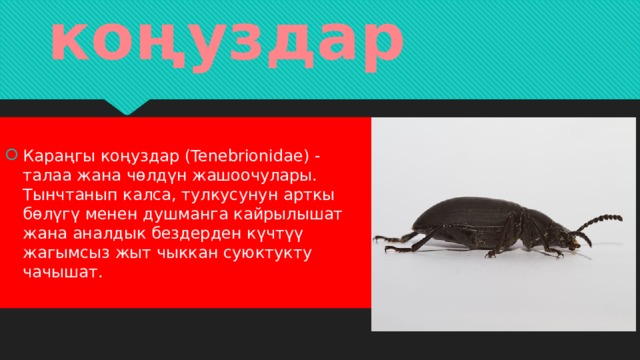 Кара коңуздар Караңгы коңуздар (Tenebrionidae) - талаа жана чөлдүн жашоочулары. Тынчтанып калса, тулкусунун арткы бөлүгү менен душманга кайрылышат жана аналдык бездерден күчтүү жагымсыз жыт чыккан суюктукту чачышат. 