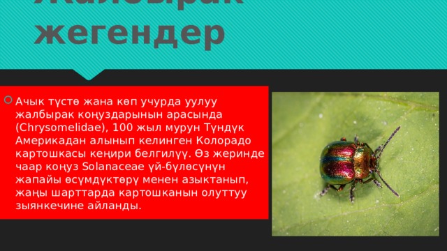 Жалбырак жегендер Ачык түстө жана көп учурда уулуу жалбырак коңуздарынын арасында (Chrysomelidae), 100 жыл мурун Түндүк Америкадан алынып келинген Колорадо картошкасы кеңири белгилүү. Өз жеринде чаар коңуз Solanaceae үй-бүлөсүнүн жапайы өсүмдүктөрү менен азыктанып, жаңы шарттарда картошканын олуттуу зыянкечине айланды. 