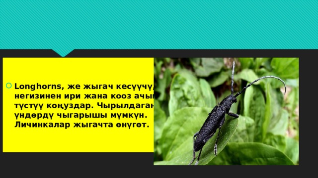 Longhorns, же жыгач кесүүчү, негизинен ири жана кооз ачык түстүү коңуздар. Чырылдаган үндөрдү чыгарышы мүмкүн. Личинкалар жыгачта өнүгөт. 