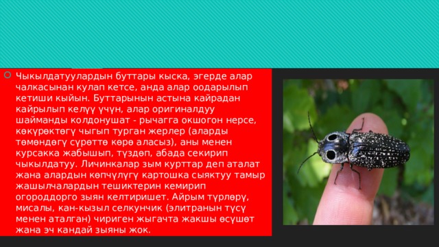 Чыкылдатуулардын буттары кыска, эгерде алар чалкасынан кулап кетсе, анда алар оодарылып кетиши кыйын. Буттарынын астына кайрадан кайрылып келүү үчүн, алар оригиналдуу шайманды колдонушат - рычагга окшогон нерсе, көкүрөктөгү чыгып турган жерлер (аларды төмөндөгү сүрөттө көрө аласыз), аны менен курсакка жабышып, түздөп, абада секирип чыкылдатуу. Личинкалар зым курттар деп аталат жана алардын көпчүлүгү картошка сыяктуу тамыр жашылчалардын тешиктерин кемирип огороддорго зыян келтиришет. Айрым түрлөрү, мисалы, кан-кызыл cелкунчик (элитранын түсү менен аталган) чириген жыгачта жакшы өсүшөт жана эч кандай зыяны жок. 