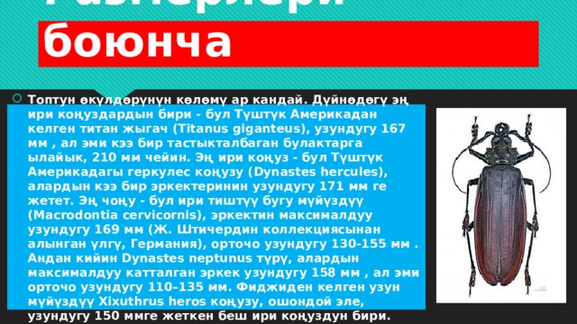 Размерлери боюнча Топтун өкүлдөрүнүн көлөмү ар кандай. Дүйнөдөгү эң ири коңуздардын бири - бул Түштүк Америкадан келген титан жыгач (Titanus giganteus), узундугу 167 мм , ал эми кээ бир тастыкталбаган булактарга ылайык, 210 мм чейин. Эң ири коңуз - бул Түштүк Америкадагы геркулес коңузу (Dynastes hercules), алардын кээ бир эркектеринин узундугу 171 мм ге жетет. Эң чоңу - бул ири тиштүү бугу мүйүздүү (Macrodontia cervicornis), эркектин максималдуу узундугу 169 мм (Ж. Штичердин коллекциясынан алынган үлгү, Германия), орточо узундугу 130-155 мм . Андан кийин Dynastes neptunus түрү, алардын максималдуу катталган эркек узундугу 158 мм , ал эми орточо узундугу 110–135 мм. Фиджиден келген узун мүйүздүү Xixuthrus heros коңузу, ошондой эле, узундугу 150 ммге жеткен беш ири коңуздун бири. 