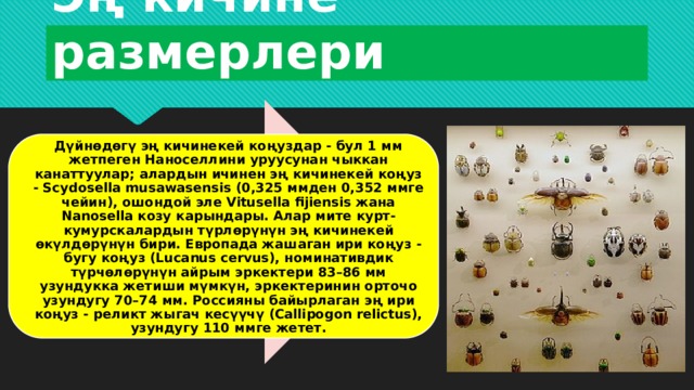 Эң кичине размерлери Дүйнөдөгү эң кичинекей коңуздар - бул 1 мм жетпеген Наноселлини уруусунан чыккан канаттуулар; алардын ичинен эң кичинекей коңуз - Scydosella musawasensis (0,325 ммден 0,352 ммге чейин), ошондой эле Vitusella fijiensis жана Nanosella козу карындары. Алар мите курт-кумурскалардын түрлөрүнүн эң кичинекей өкүлдөрүнүн бири. Европада жашаган ири коңуз - бугу коңуз (Lucanus cervus), номинативдик түрчөлөрүнүн айрым эркектери 83–86 мм узундукка жетиши мүмкүн, эркектеринин орточо узундугу 70–74 мм. Россияны байырлаган эң ири коңуз - реликт жыгач кесүүчү (Callipogon relictus), узундугу 110 ммге жетет. 