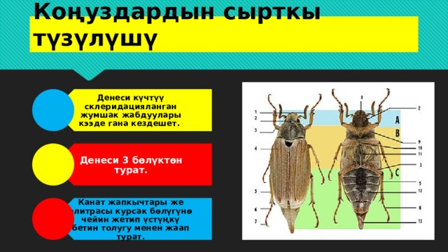 Денеси күчтүү склеридацияланган жумшак жабдуулары кээде гана кездешет. Денеси 3 бөлүктөн турат. Канат жапкычтары же элитрасы курсак бөлүгүнө чейин жетип үстүңкү бетин толугу менен жаап турат. Коңуздардын сырткы түзүлүшү 