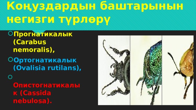 Коңуздардын баштарынын негизги түрлөрү Прогнатикалык (Carabus nemoralis), Ортогнатикалык (Ovalisia rutilans),  Опистогнатикалык (Cassida nebulosa). 
