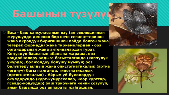 Башынын түзүлүшү Баш - баш капсуласынын өзү (ал эволюциянын жүрүшүндө дененин бир нече сегменттеринин жана акрондун биригишинен пайда болгон жана тегерек формада) жана тиркемелерден - ооз органдарынан жана антенналардан турат. Коңуздун башынын абалына жараша, ооз көңдөйчөлөрү алдыга багытталганда (көпчүлүк учурда), болжолдуу болушу мүмкүн; ооз бөлүктөрү ылдый жана опистогнатикалык (артка чегинүү) багытталганда, гипогнатикалык (ортогнатикалык) . Айрым үй-бүлөлөрдүн өкүлдөрүндө (курт-кумурскалар, чоор курттар, псевдо-коңуздар) баш трибунага чейин созулуп, анын башында ооз аппараты жайгашкан. 