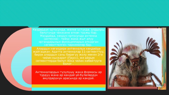 Көздөрдүн ортосунда, желке үстүндө, алдыңкы бөлүгүндө чекесине өткөн таажы бар. Маңдайда, көздүн ортосунда антенна (антенна) - тийүү жана жыт алуу органдарынын функцияларын аткарган сегменттелген тиркемелер бар. Алардын негиздери антенналык көңдөйдө жайгашкан. Адатта антенналар 11-сегменттүү, бирок алардын саны биригүү жолу менен 2ге чейин кыскарат (Паусс), же айрым сегменттерди бөлүп 40ка чейин көбөйтүүгө болот . Антенналардын түзүлүшү жана формасы ар түрдүү жана ар кандай үй-бүлөлөрдүн өкүлдөрүнүн арасында ар кандай. 
