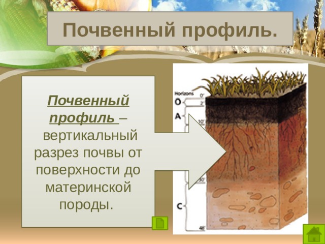 Почвенный профиль. Почвенный профиль –  вертикальный разрез почвы от поверхности до материнской породы. Лесная подстилка Гумусовый горизонт Горизонт вымывания Горизонт вмывания Материнская порода 