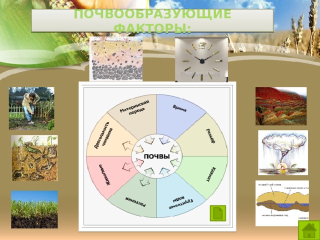 Почвообразующие факторы: 
