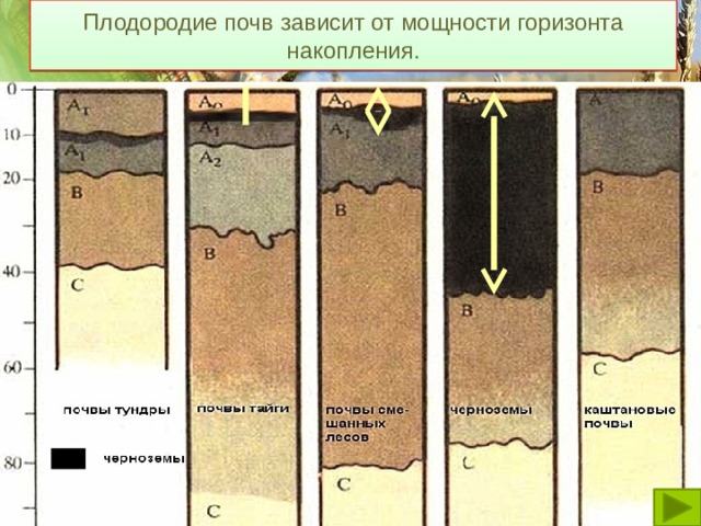 Плодородие почв зависит от мощности горизонта накопления. 
