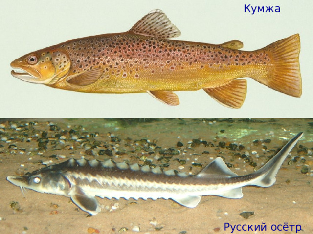 Кумжа Русский осётр 