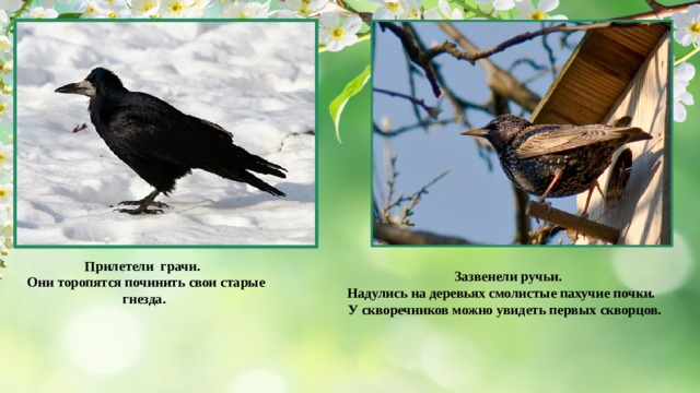 Прилетели грачи.  Они торопятся починить свои старые гнезда. Зазвенели ручьи. Надулись на деревьях смолистые пахучие почки. У скворечников можно увидеть первых скворцов. 