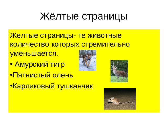 Жёлтые страницы Желтые страницы- те животные количество которых стремительно уменьшается.  Амурский тигр Пятнистый олень Карликовый тушканчик 