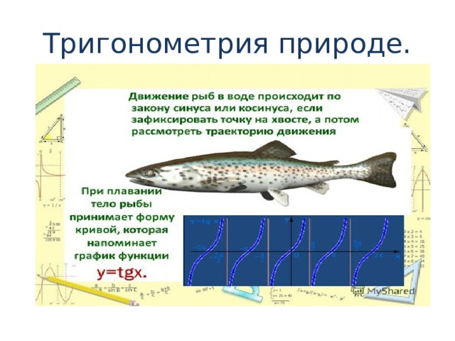 Тригонометрия природе. 