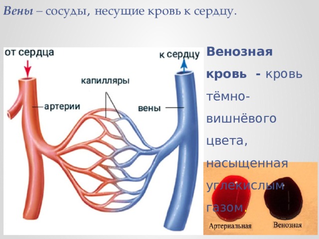 Вены – сосуды ,  несущие кровь к сердцу. Венозная кровь - кровь  тёмно-вишнёвого цвета, насыщенная углекислым газом . 