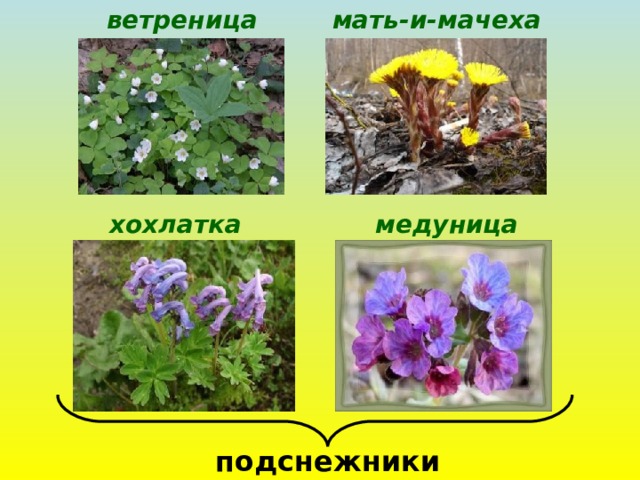 мать-и-мачеха ветреница хохлатка медуница подснежники 