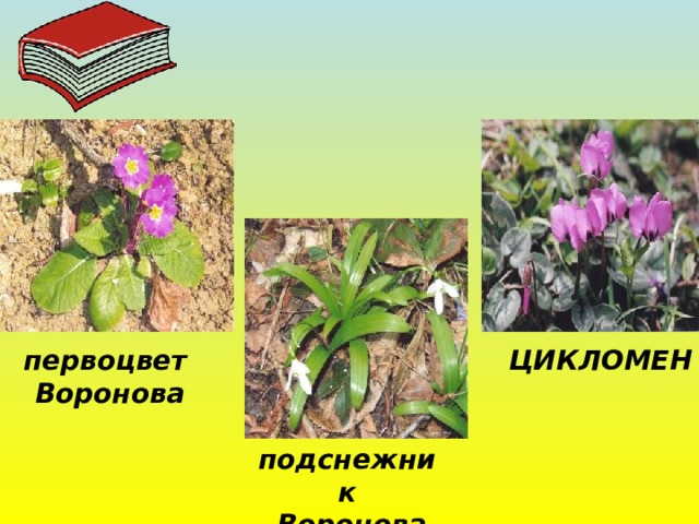 ЦИКЛОМЕН первоцвет  Воронова подснежник  Воронова 