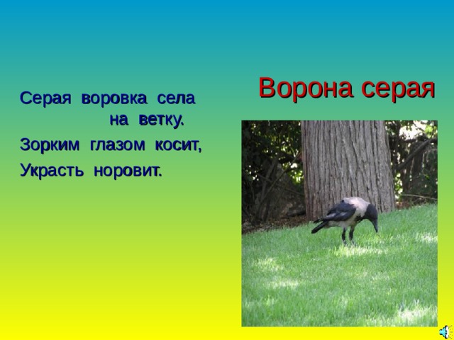 Ворона серая Серая воровка села на ветку. Зорким глазом косит, Украсть норовит. 