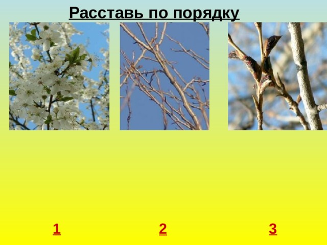 Расставь по порядку 1 3 2 