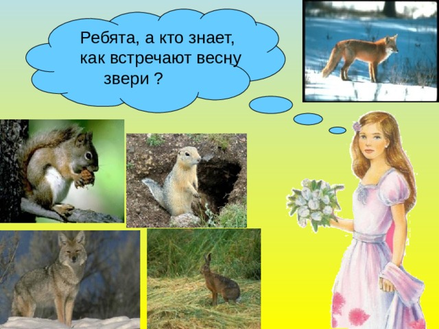 Ребята, а кто знает, как встречают весну  звери ? 
