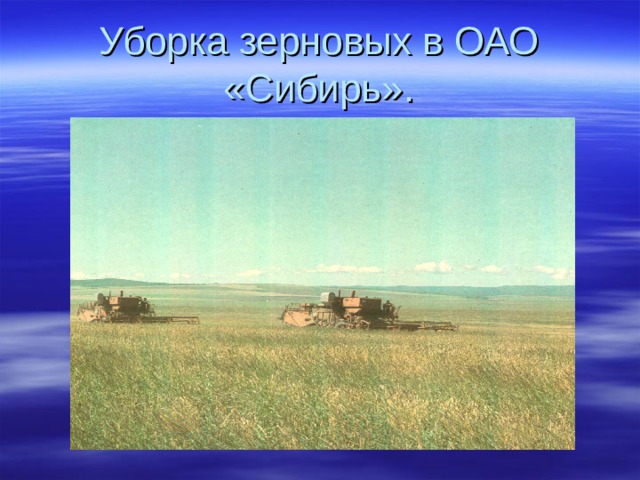 Уборка зерновых в ОАО «Сибирь». 