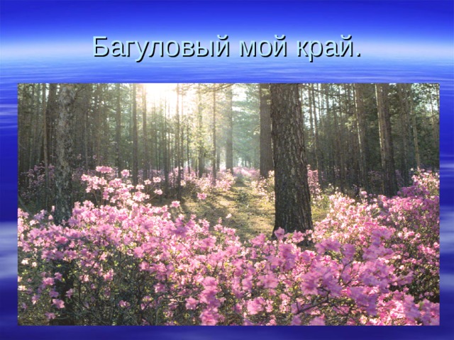 Багуловый мой край. 