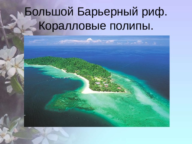 Большой Барьерный риф. Коралловые полипы. 