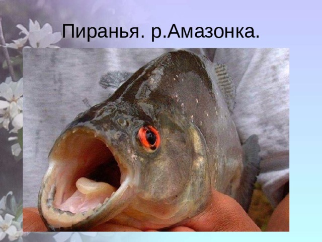 Пиранья. р.Амазонка. 