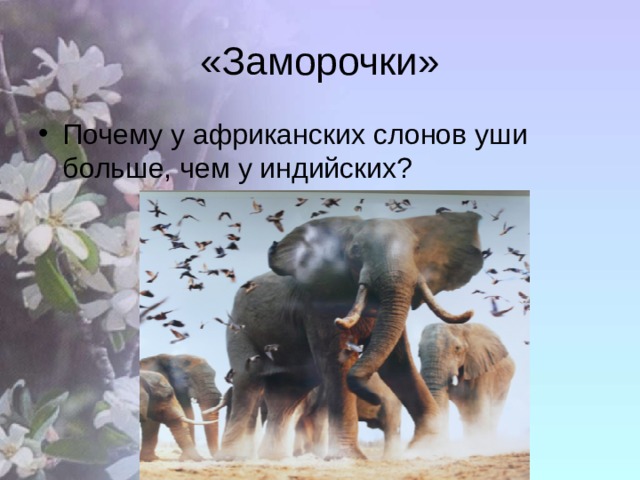 «Заморочки» Почему у африканских слонов уши больше, чем у индийских? 