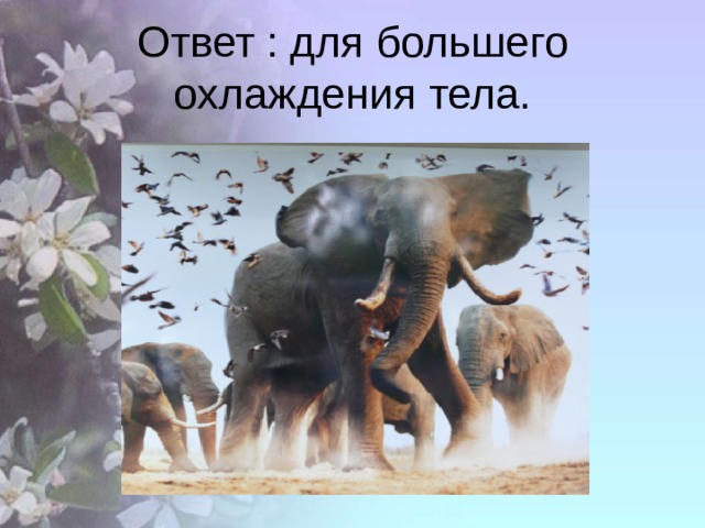 Ответ : для большего охлаждения тела. 